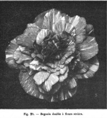 B. ‘A Fleur Frisees’